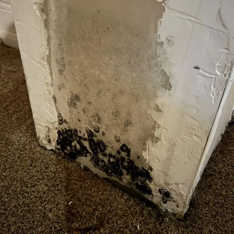 Professional Mold Removal in North Bath, ME